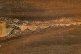 Polished Packsaddle Tiger Eye Slab - Western Australia #216750-1